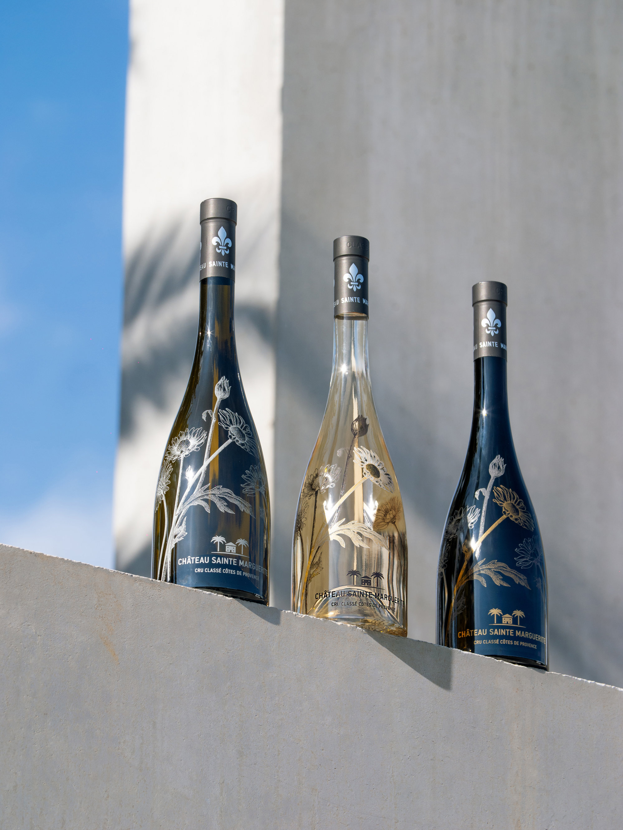 Marguerites en Provence